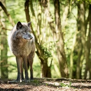 Der Wolf im Wildgehege des WildtierParks Edersee