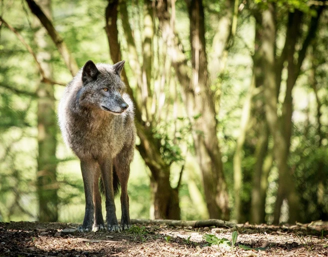 Der Wolf im Wildgehege des WildtierParks Edersee