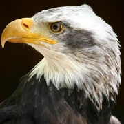 Ein Seeadler der Greifenwarte des WildtierParks Edersee