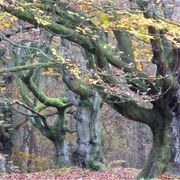 Im Hutewald Halloh