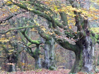 Im Hutewald Halloh