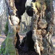 Im Hutewald Halloh