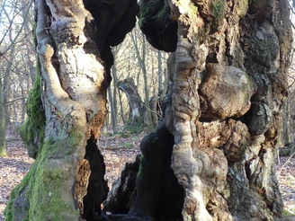 Im Hutewald Halloh