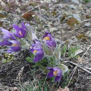 Küchenschellen blühen am Sonderrain (Naturschutzgebiet bei Bad Wildungen)