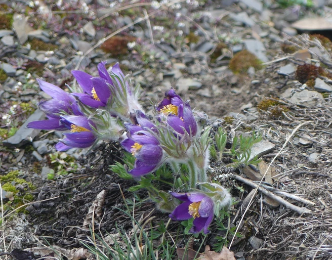 Küchenschellen blühen am Sonderrain (Naturschutzgebiet bei Bad Wildungen)