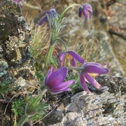 Küchenschellen am Sonderrain (Naturschutzgebiet bei Bad Wildungen)