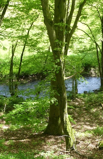 Urfftal bei Bergfreiheit im Frühjahr