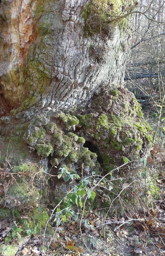 Die jahrhundertalte Eiche am Totenpfuhl