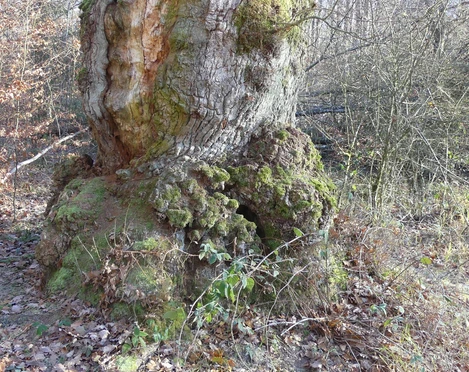 Die jahrhundertalte Eiche am Totenpfuhl