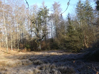 Der See bzw. das Moorgebiet rund um den Totenpfuhl