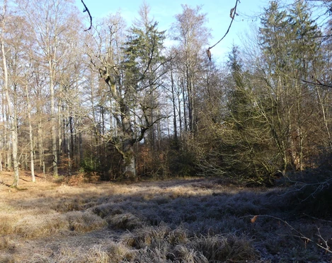 Der See bzw. das Moorgebiet rund um den Totenpfuhl