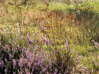 Hildener Heide Landschaft in der Hildener Heide mit blühendem Heidekraut, Gräsern und Bäumen im Hintergrund.