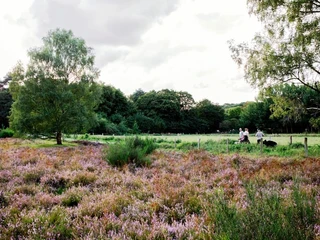Hildener Heide Weite Heidefläche mit blühendem, violettem Heidekraut, umgeben von Bäumen. Zwei Menschen spazieren mit Hund.