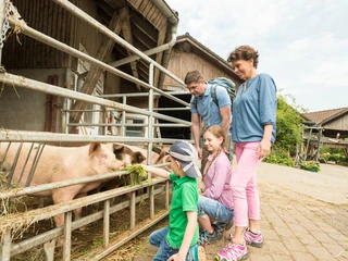 Schweine füttern auf Hof zur Hellen bei Velbert-Neviges Eine Familie beobachtet zwei Kinder, die auf einem Bauernhof zwei Schweine durch ein Gitter mit Gras füttern.