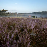 Sonnenaufgang in der Kronsbergheide