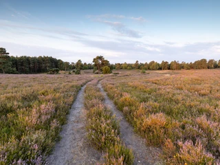 Schwindebecker Heide