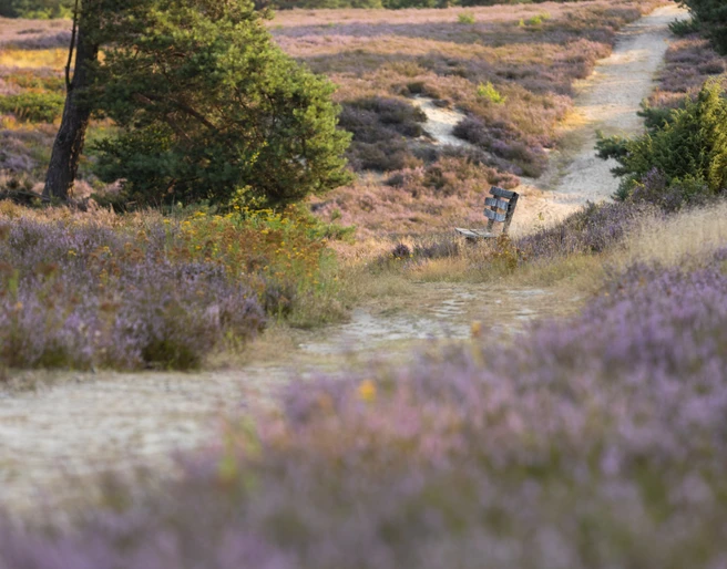 Schwindebecker Heide