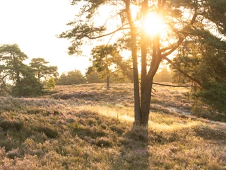 Ausblick Schwindebecker-Heide