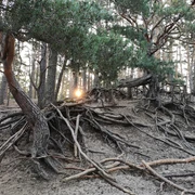 Baum nahe der Gifhorner Heide Baum nahe der Gifhorner Heide