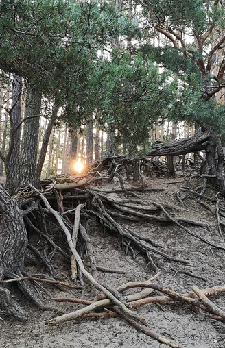 Baum nahe der Gifhorner Heide Baum nahe der Gifhorner Heide