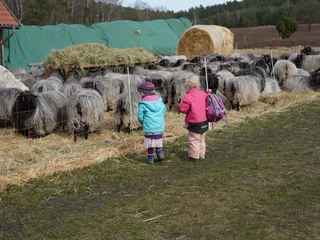 Blick hinter den "Zaun"  Zwei Kinder, das eine im blauen, das andere im pinken Mantel, betrachten Schafe hinter einem Zaun.