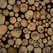 Holz.jpg
