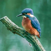 Eisvogel_Dirk-Gildemann-(4).jpg Eisvogel_Dirk-Gildemann