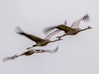 Kraniche_Dirk-Gildemann-(1).JPG Kraniche_Dirk Gildemann