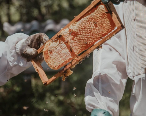 Honig ernten