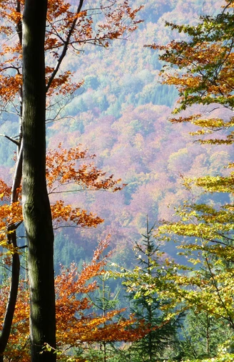 Herbstwald bei Willingen