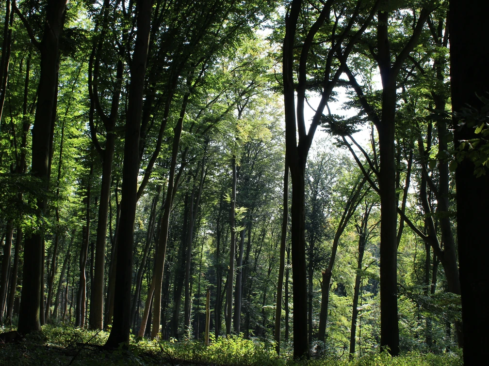 Wald Bad Iburg