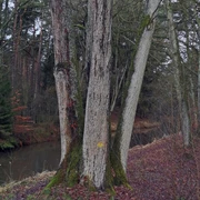 Vierlingseiche Gifhorn quer.jpg