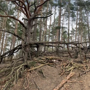 Wurzelbaum Gifhorn-Winkel.jpg