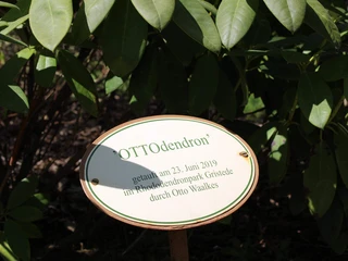 OTTOdendron-Rhodopark-Gristede_Schild.jpg Schild mit der Inschrift 'OTTOdendron', enthüllt am 23. Juni 2019 im Rhododendronpark Gristede durch Otto Waalkes, umgeben von grünen Blättern.