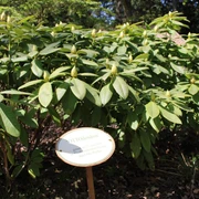OTTOdendron-Rhodopark-Gristede.jpg Grüner Rhododendronbusch im Rhodopark Gristede mit einem erklärenden Schild im Vordergrund.