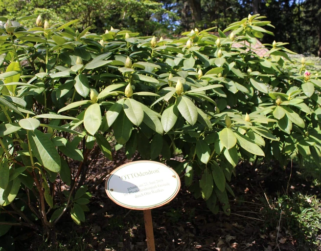 OTTOdendron-Rhodopark-Gristede.jpg Grüner Rhododendronbusch im Rhodopark Gristede mit einem erklärenden Schild im Vordergrund.
