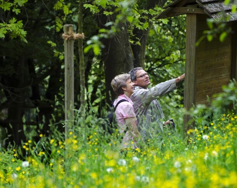Wandern in Bad Driburg Zwei Wanderer die sich das Infoschild auf dem Glashüttenwanderweg in Bad Driburg anschauen.