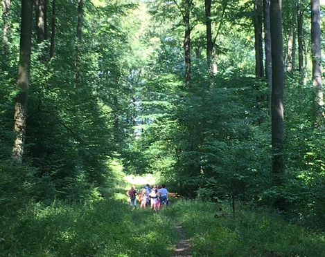 Geführte Wanderung in Bad Driburg Geführte Wandergruppe durch die Wälder in Bad Driburg.