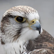 Falke_c__Wild-_und_Freizeitpark_Willingen.jpg.jpg