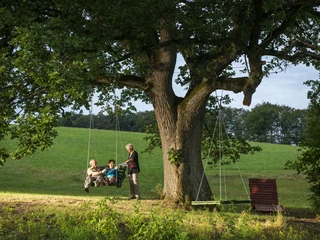 eiche-im-ohl-menschen-schaukel c__klaus-peter_kappest.jpg.jpg