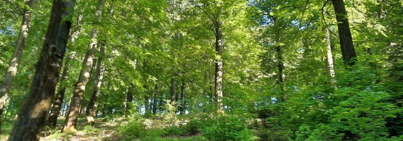 Waldbaden-Buchenwald Frühjahr (Foto W.Biederbick).jpg