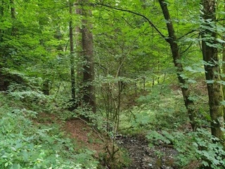 Waldbaden-eingetaucht im Wald (Foto G.Slowek).jpg