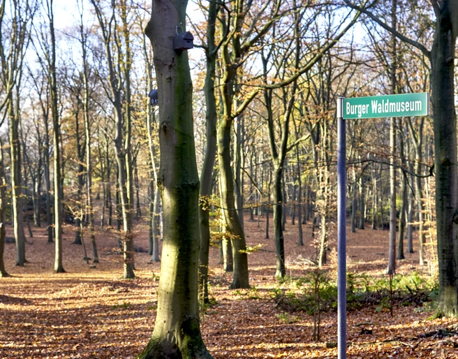 Waldmuseum Burg