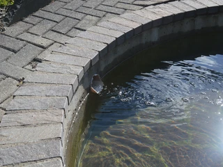 kneippanlage-schwalefeld2 c) tourist-information-willingen.jpg