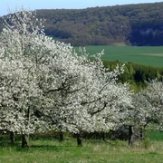 Breitunger Flur