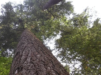 Unmittelbar am Wegesrand finden sich die ältesten und höchsten Douglasien der Region.
