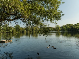 Abtskücher Teich der MuseumsLandschaft Abtsküche in Heiligenhaus Ruhiger Teich mit schwimmenden Enten und üppigem Baumbewuchs im Hintergrund bei klarem Himmel.