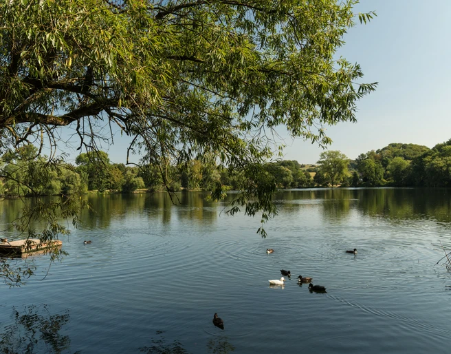 Abtskücher Teich der MuseumsLandschaft Abtsküche in Heiligenhaus Ruhiger Teich mit schwimmenden Enten und üppigem Baumbewuchs im Hintergrund bei klarem Himmel.