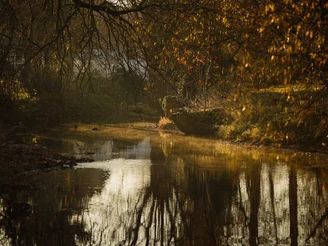 Herbstliche Flusslandschaft mit stillem Wasser, herabhängenden Ästen und sanften Lichtreflexen.