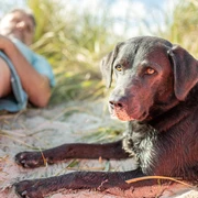 Hund-Wangerland-Oliver Franke.jpg
